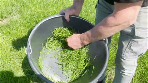 How To Measure Grass Sugars With A Refractometer 